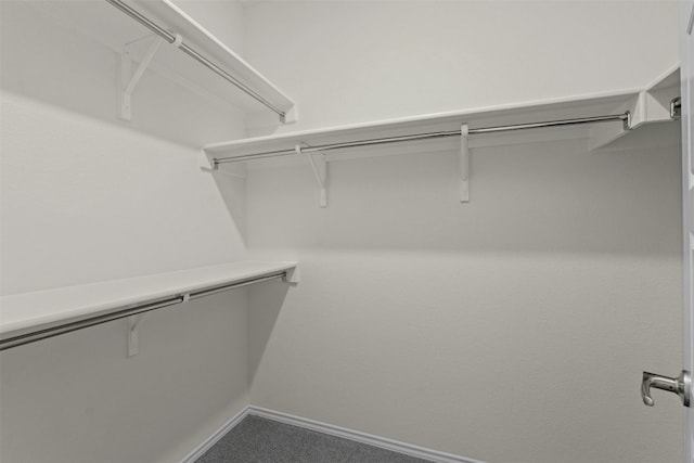 spacious closet featuring carpet flooring