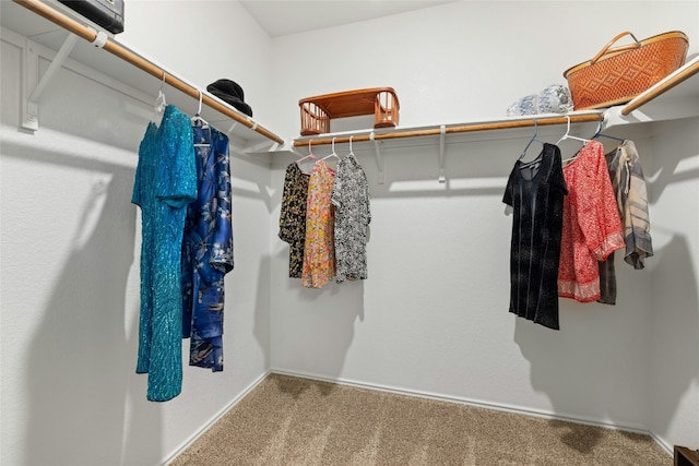 spacious closet featuring carpet