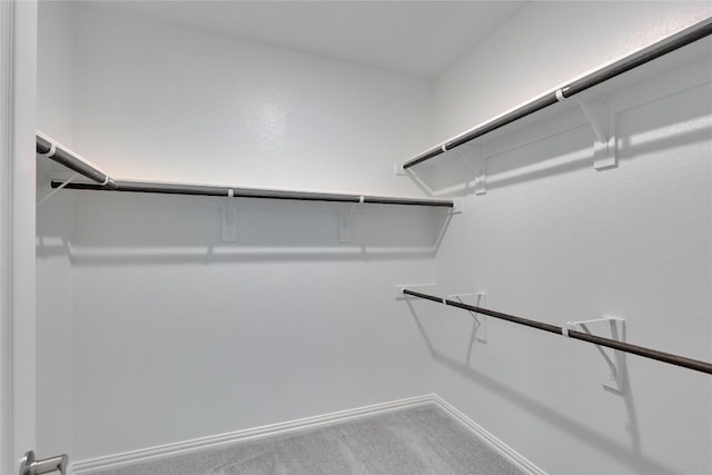 spacious closet featuring carpet flooring