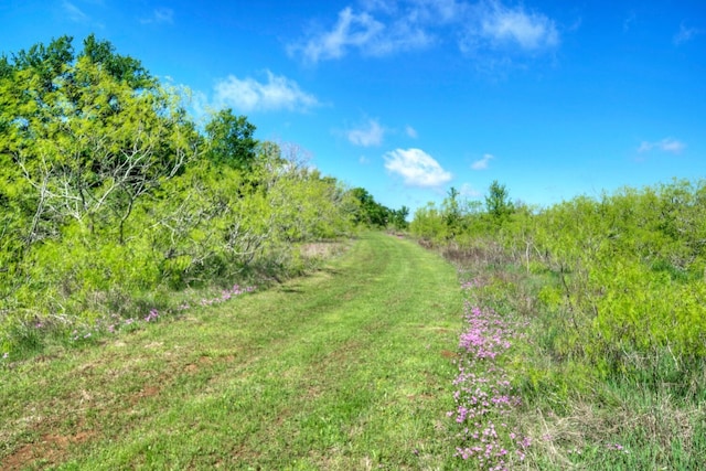 view of local wilderness