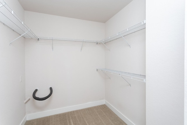 spacious closet featuring carpet flooring