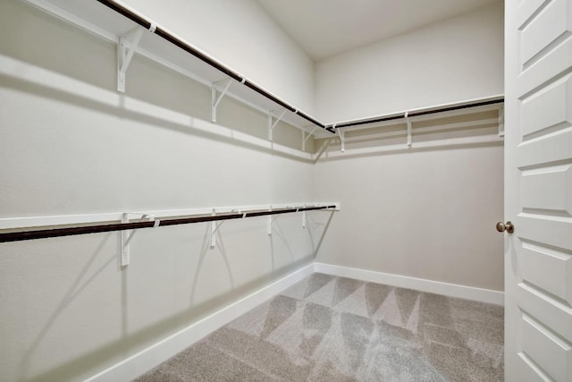 spacious closet featuring carpet