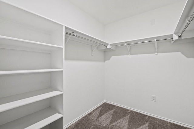 walk in closet with carpet flooring