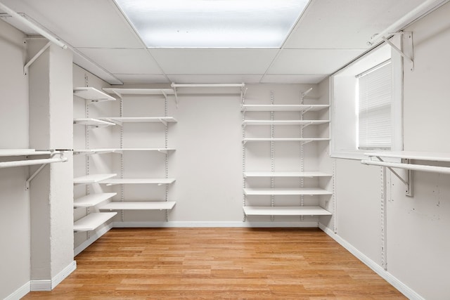 walk in closet featuring a drop ceiling and wood finished floors