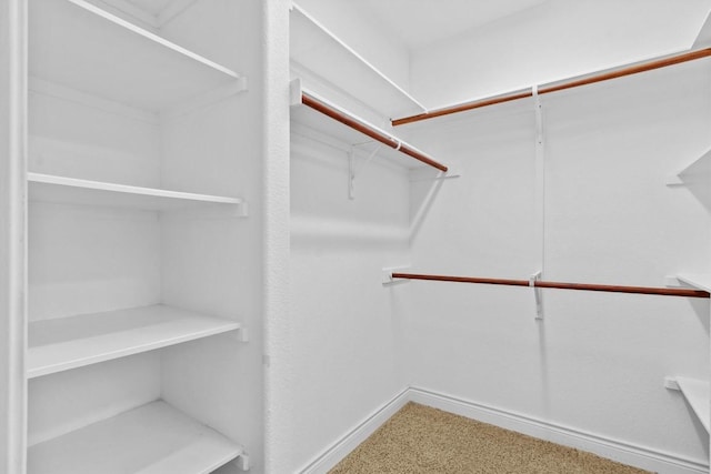 walk in closet with carpet flooring