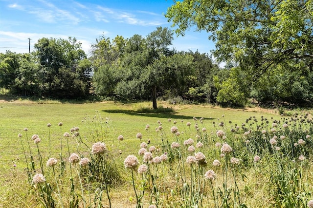 view of local wilderness