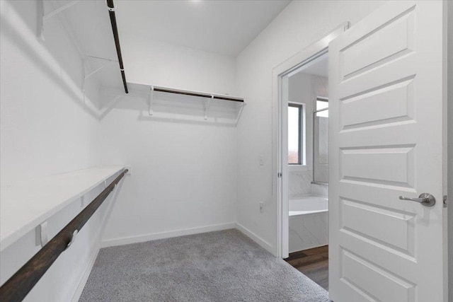 walk in closet featuring carpet floors