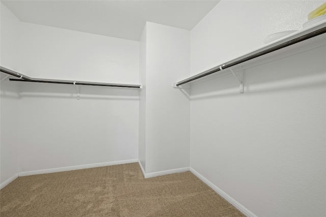 spacious closet featuring carpet floors