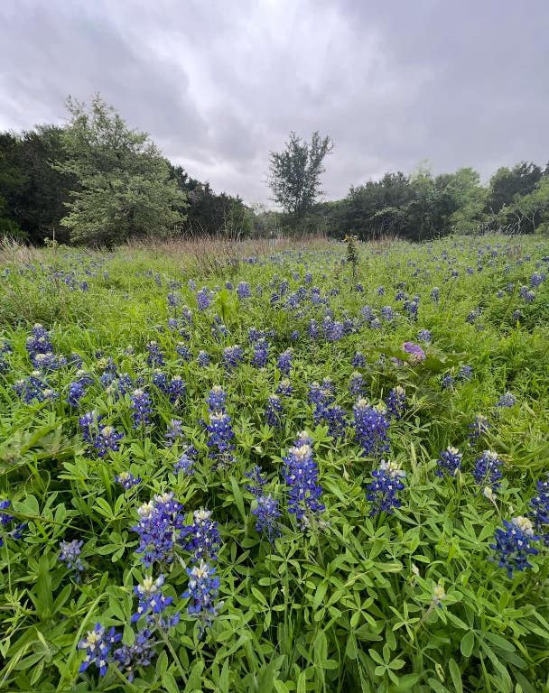 view of nature