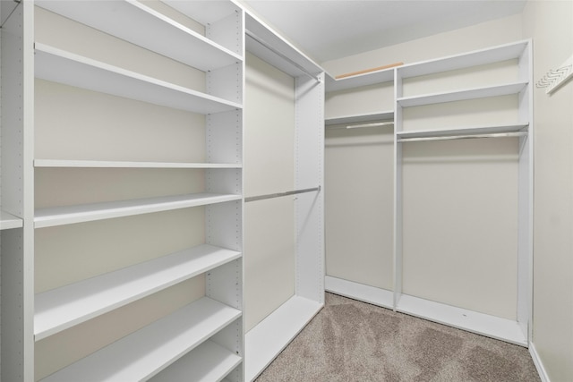 spacious closet featuring carpet flooring