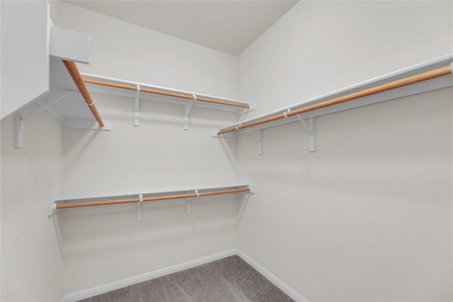 walk in closet with carpet flooring