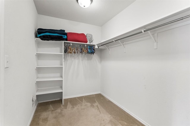 spacious closet featuring carpet floors