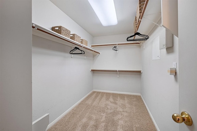 spacious closet featuring carpet flooring