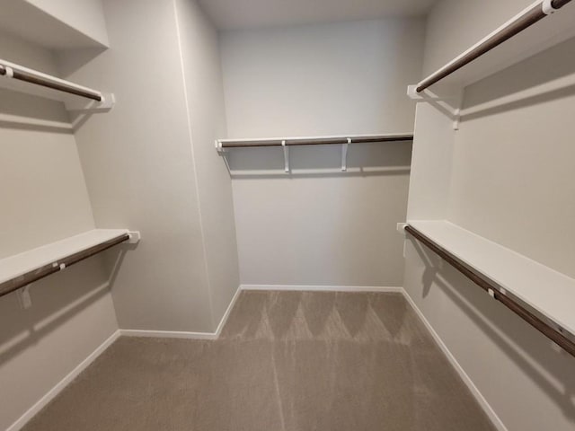 walk in closet with carpet floors