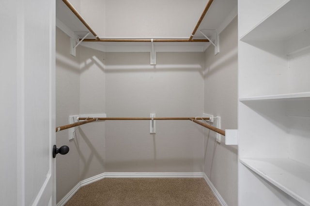 walk in closet featuring carpet flooring