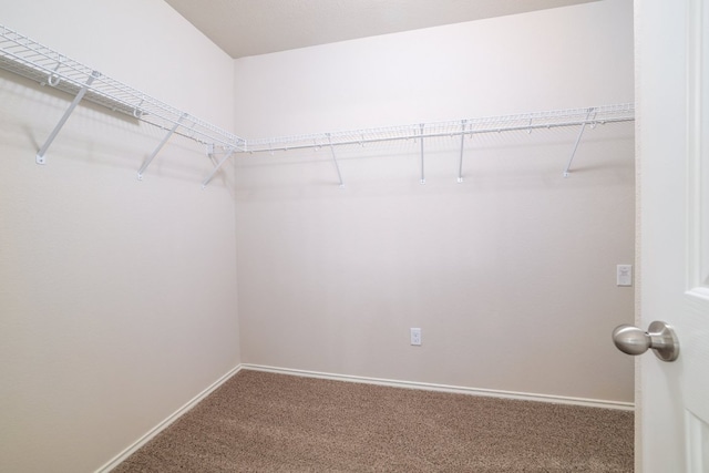 spacious closet featuring carpet