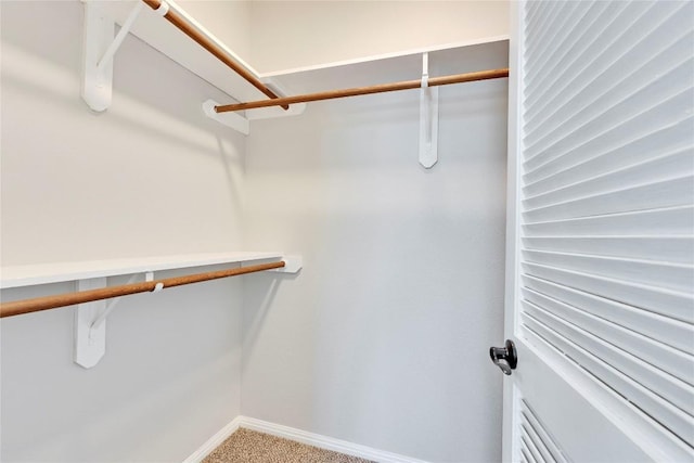 walk in closet featuring carpet floors