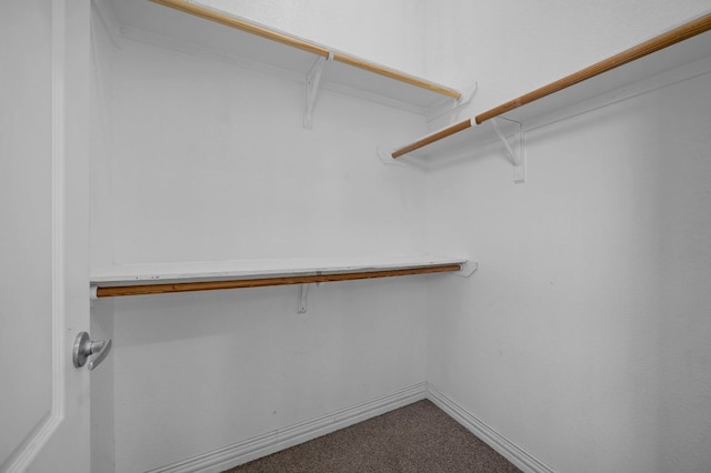 spacious closet featuring carpet floors