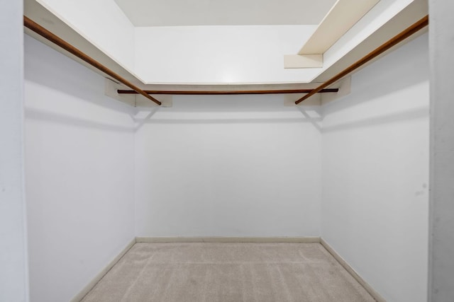 spacious closet featuring carpet flooring