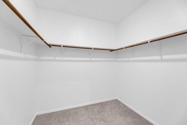 spacious closet featuring carpet