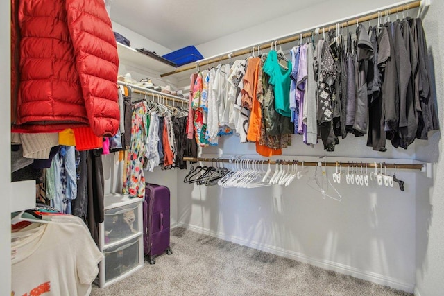 spacious closet featuring carpet floors