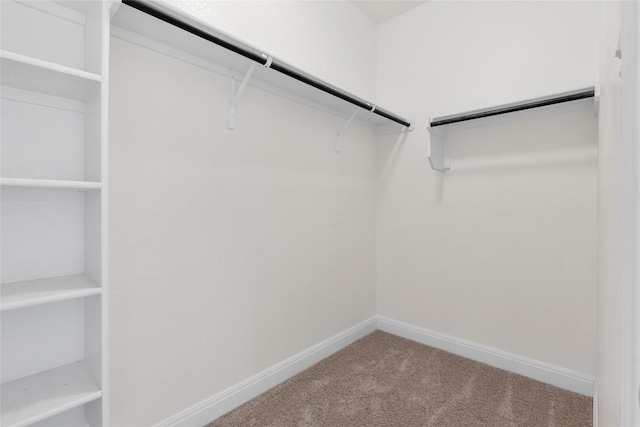 spacious closet featuring carpet flooring