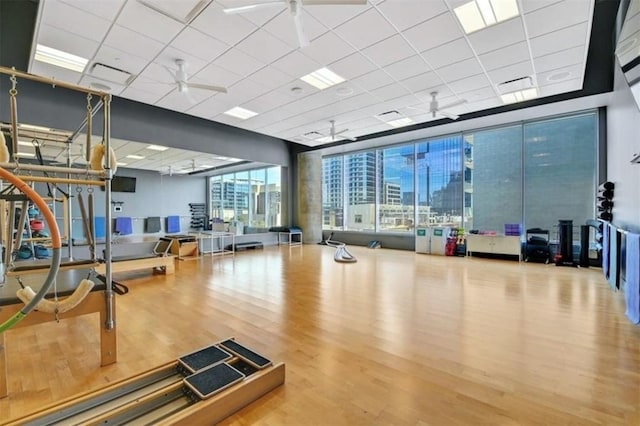 gym with expansive windows, a drop ceiling, ceiling fan, and wood finished floors