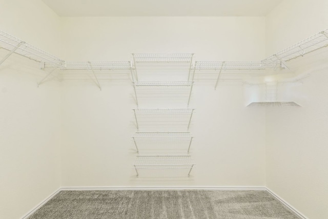 walk in closet with carpet flooring