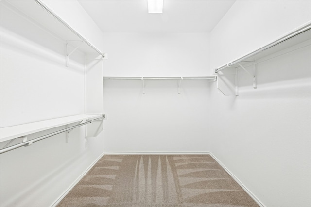 walk in closet with carpet floors