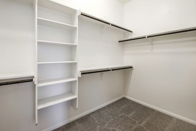 walk in closet with carpet flooring