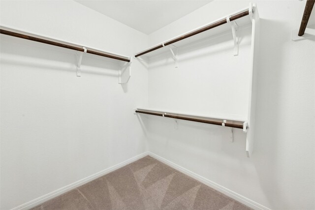 walk in closet with carpet floors