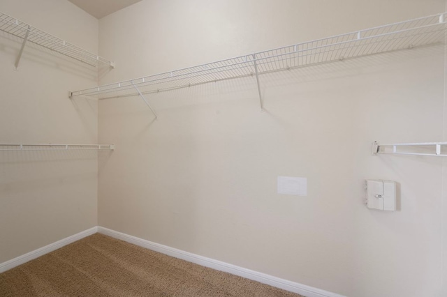 spacious closet featuring carpet