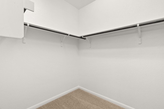 walk in closet with carpet flooring