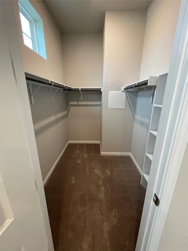 spacious closet featuring carpet