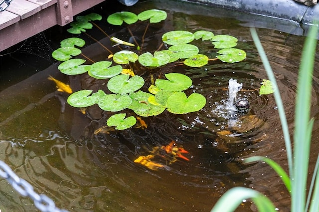 details with a small pond