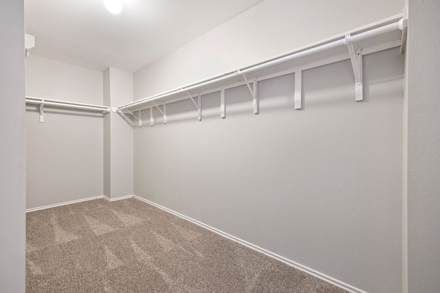 spacious closet featuring carpet flooring