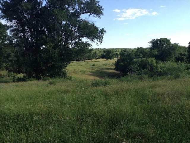 view of local wilderness