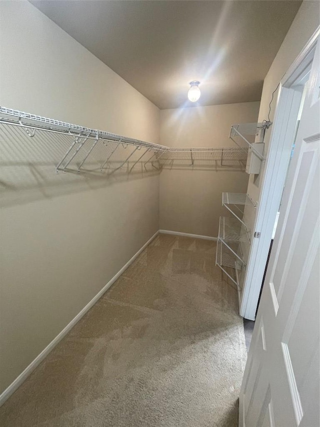 spacious closet featuring carpet flooring
