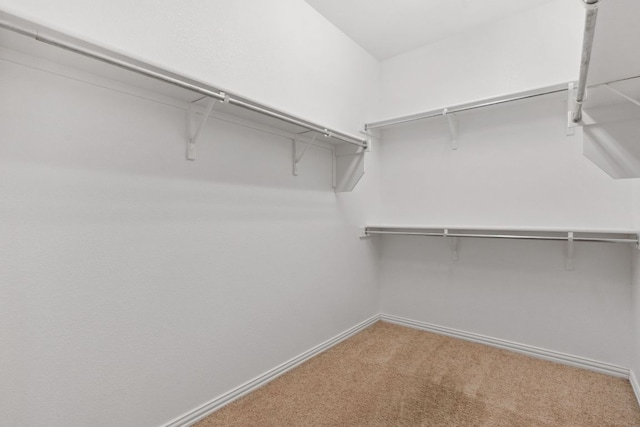 walk in closet with carpet floors