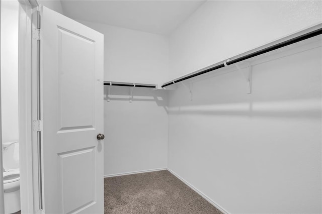 walk in closet featuring carpet floors