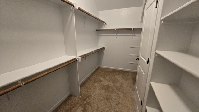 spacious closet featuring carpet