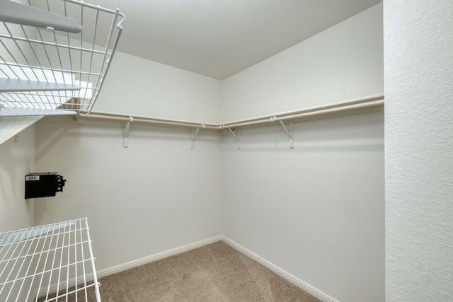 walk in closet with carpet floors