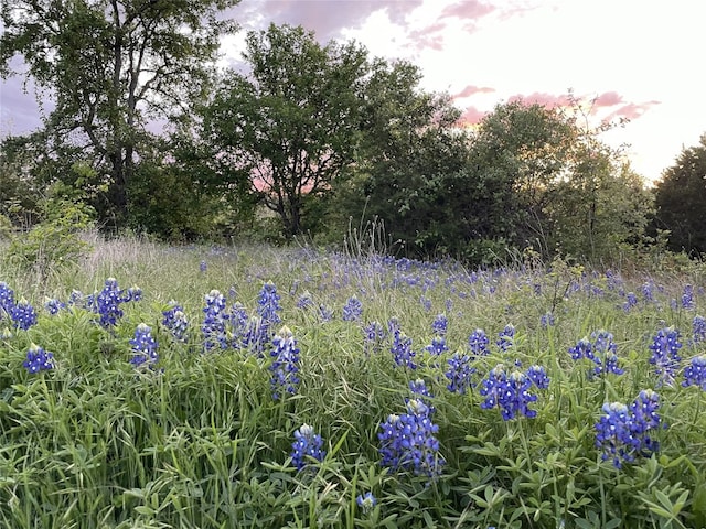 view of local wilderness