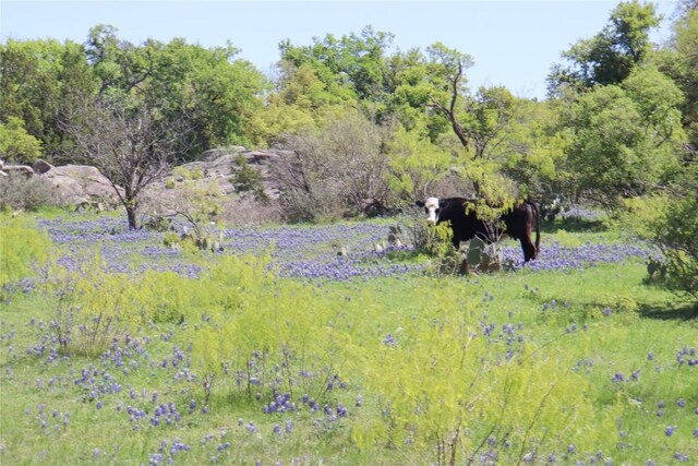 2655 Welgehausen Rd, Fredericksburg, TX 78624 - photo 8