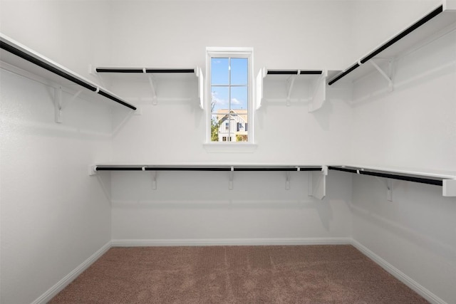 spacious closet featuring carpet floors