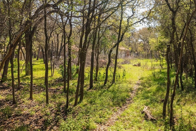 305 Reimer Ave, San Marcos, TX 78666 - view of tree filled area