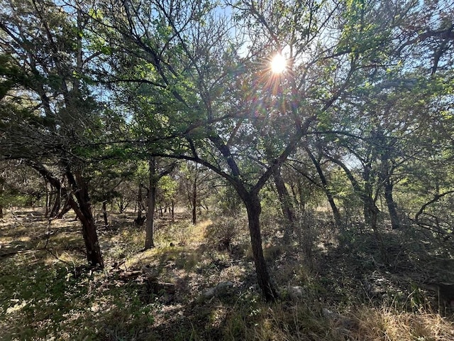 view of local wilderness