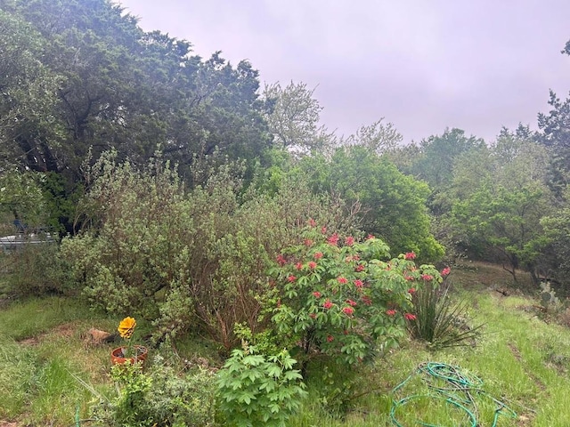 view of nature with a forest view
