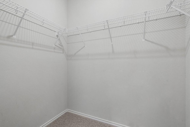 spacious closet featuring carpet floors
