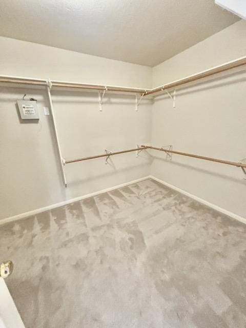 spacious closet featuring carpet